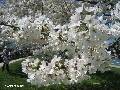 Cherry Blossoms - Spring 2005