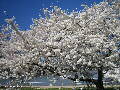 Cherry Blossoms - Spring 2005
