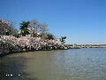 Cherry Blossoms - Spring 2005