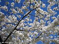 Cherry Blossoms - Spring 2005