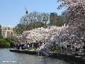 Cherry Blossoms - Spring 2005