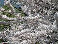 Cherry Blossoms - Spring 2005