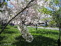 Cherry Blossoms - Spring 2005