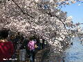 Cherry Blossoms - Spring 2005